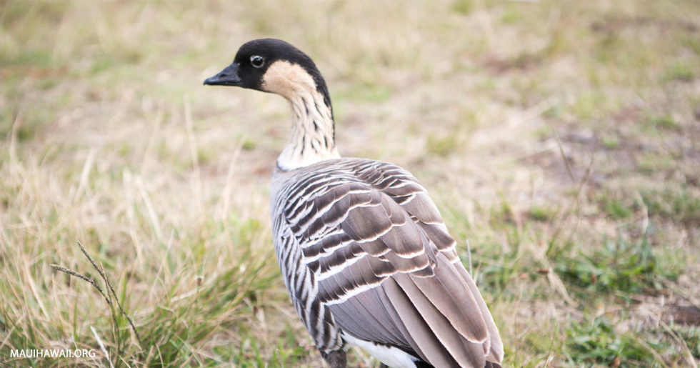Top 10 Maui Animals Nene Goose