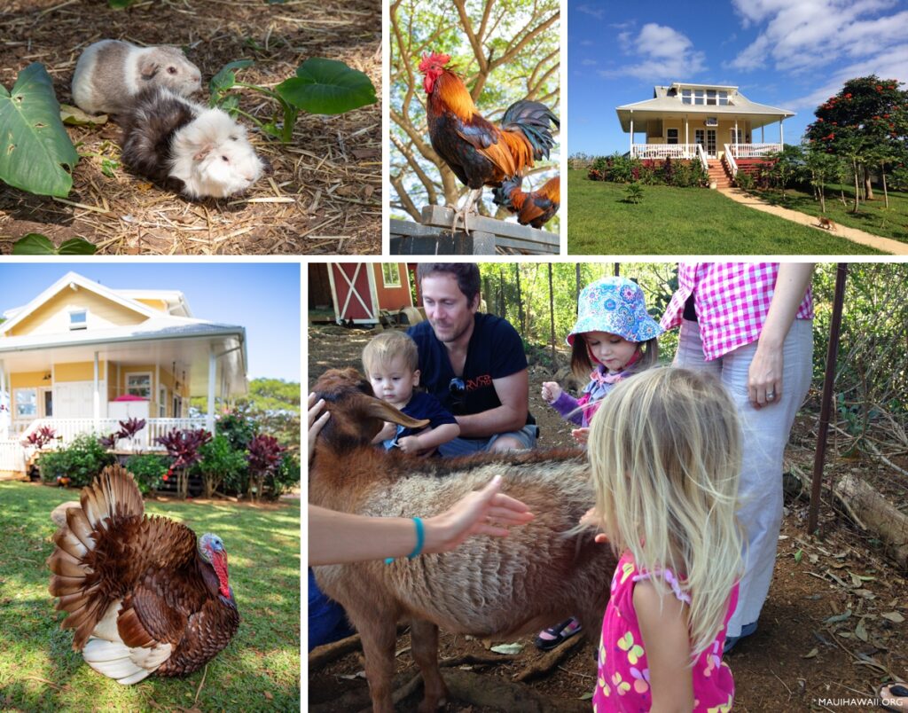Maui Farm for kids