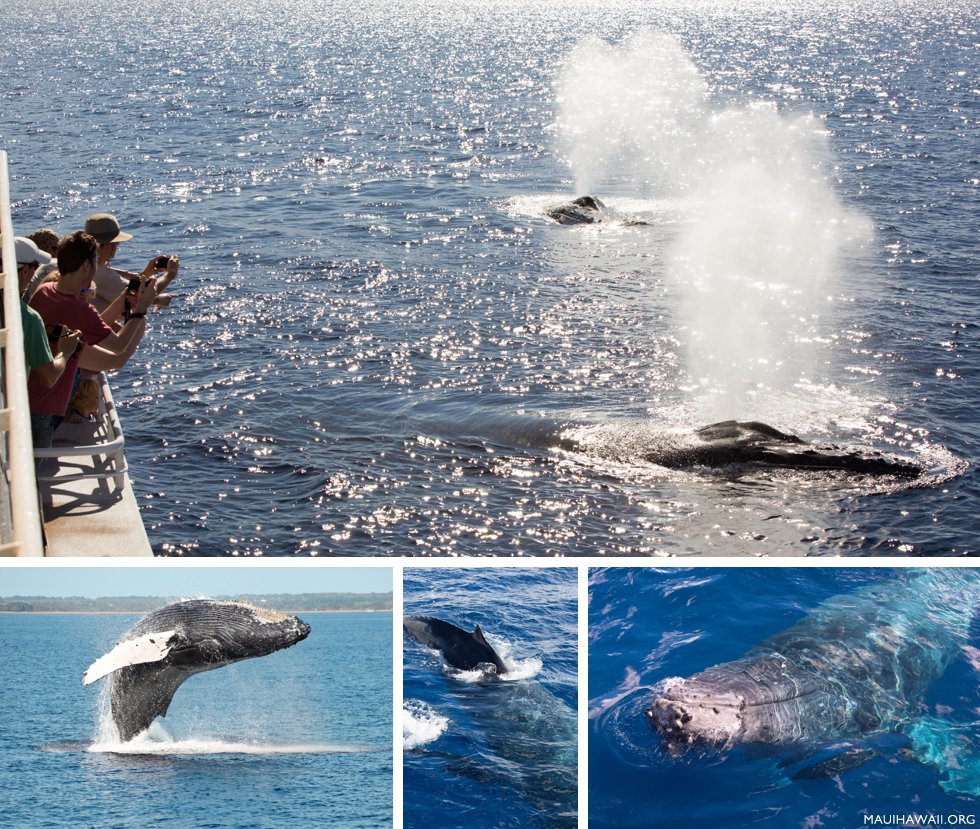 Maui whale watch catamarans