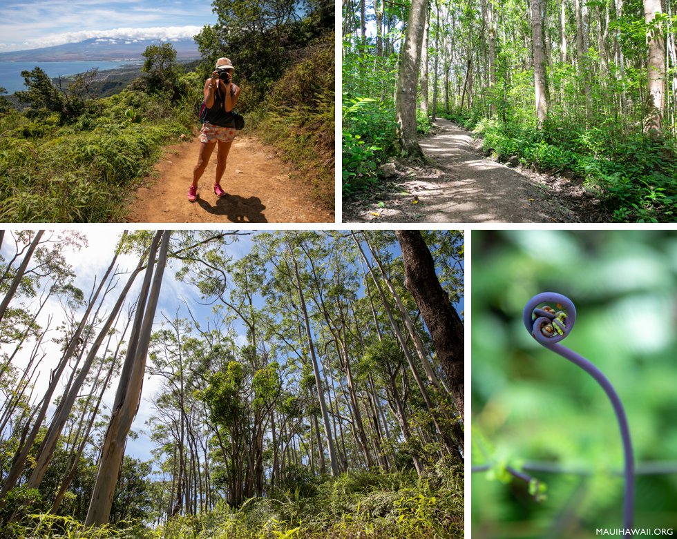 Waihee Ridge Hike