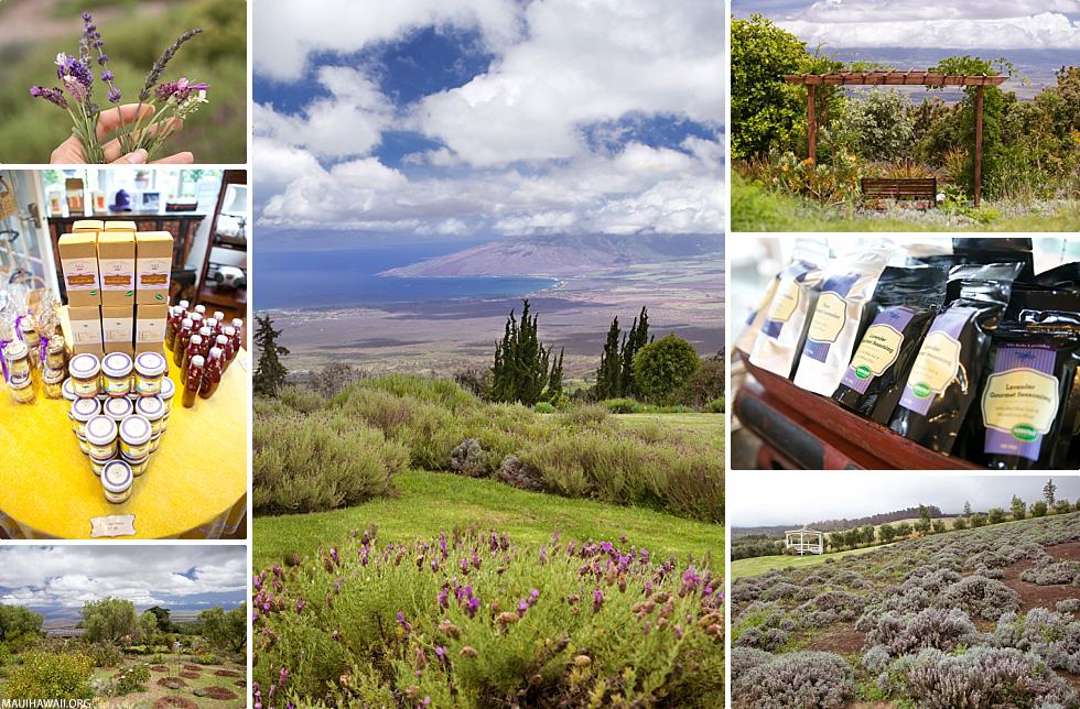 Lavender Farm Maui Tour Experience