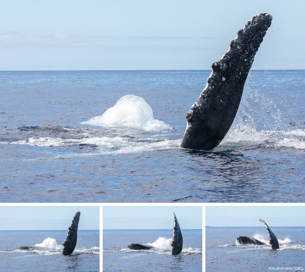 Humpback whale bubbles