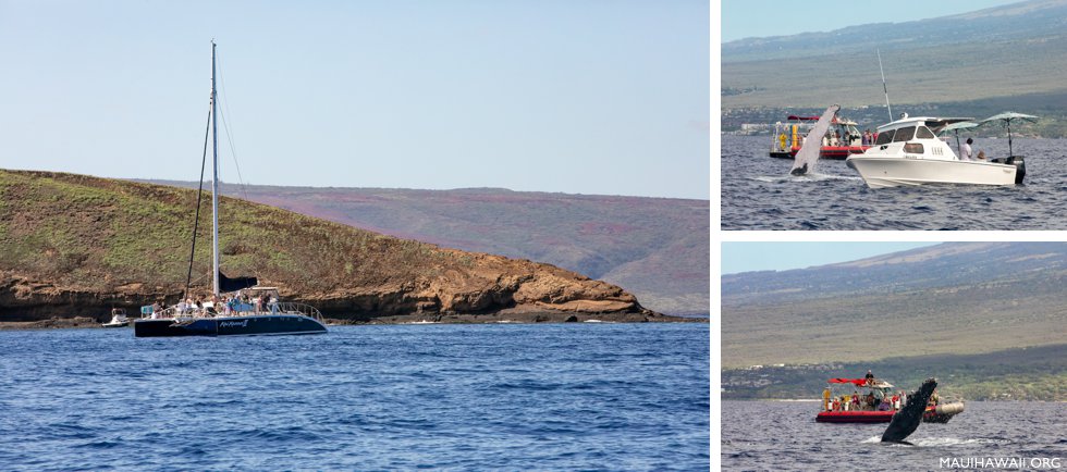 Molokini boats