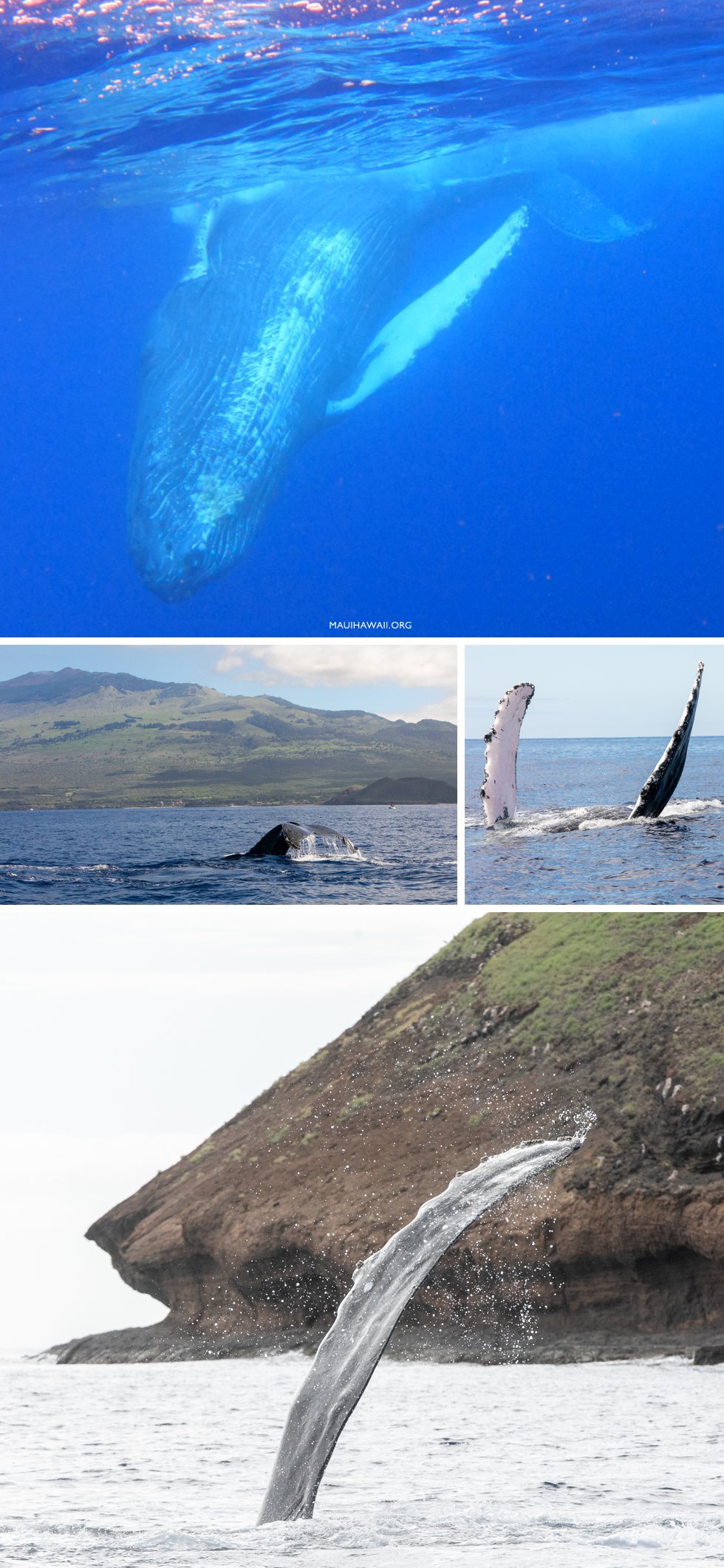 Molokini whale watching
