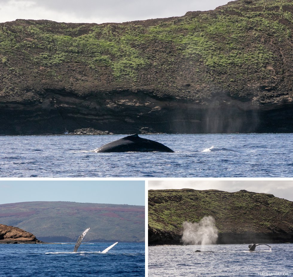 Molokini whale watching