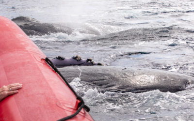 Best Molokini Whale Watch Trip!