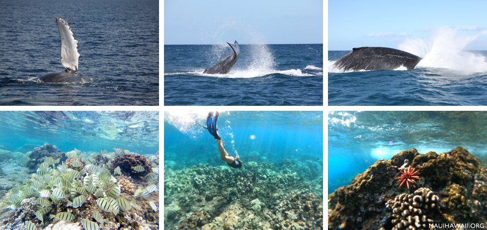 whales and snorkeling in Lahaina