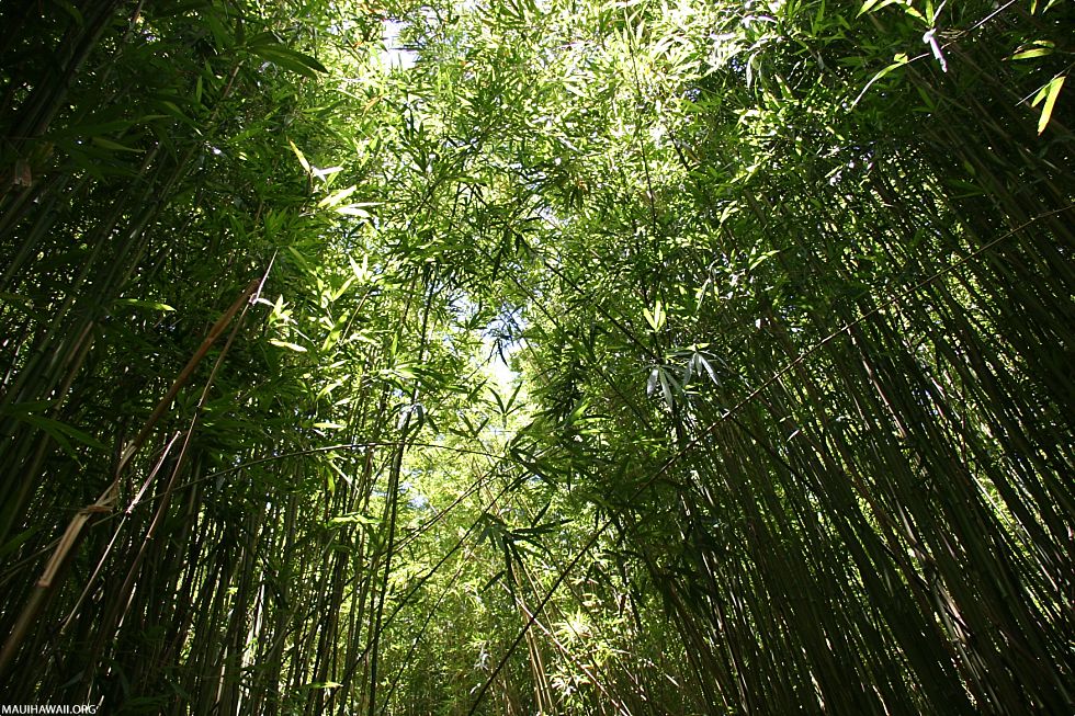 Bamboo Forest