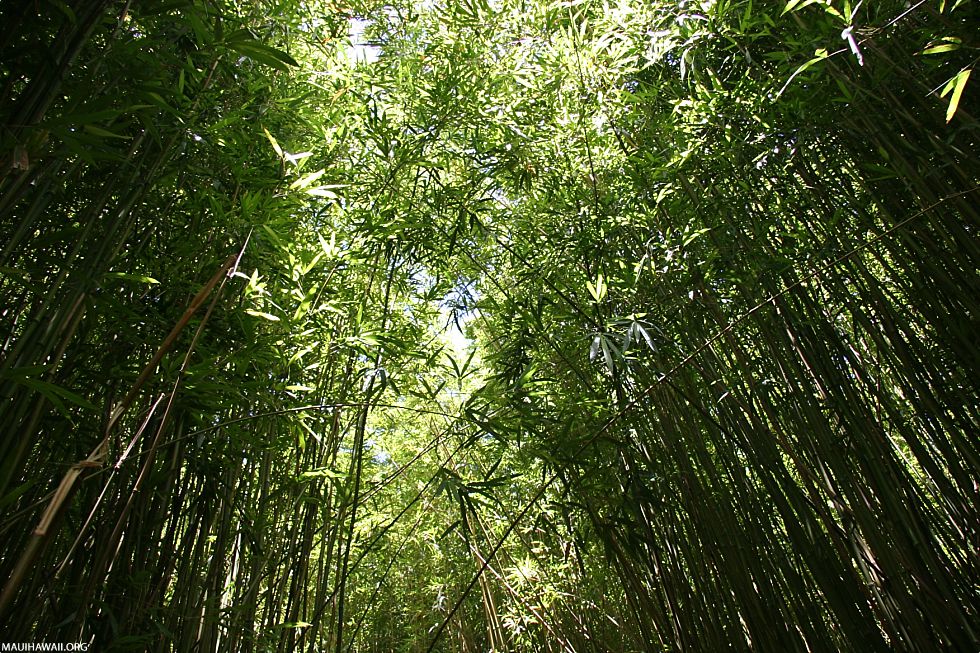 Bamboo Forest