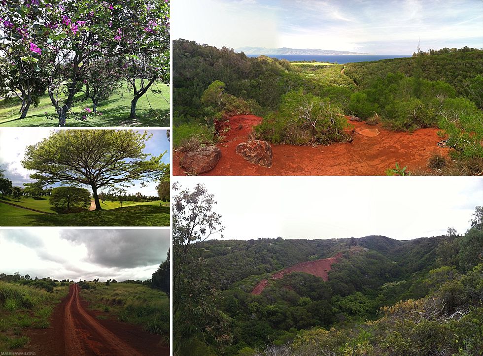 Mahana Ridge Trail Kapalua