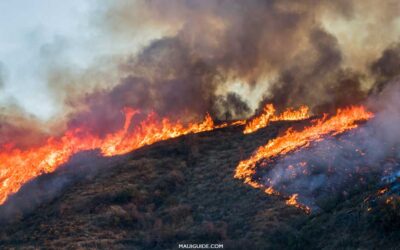 Maui Fires MisManagement