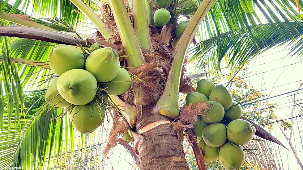 Molokai Activities Coconuts