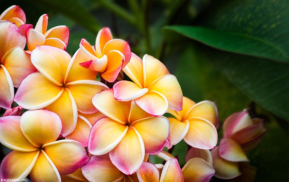 Molokai Activities Plumeria