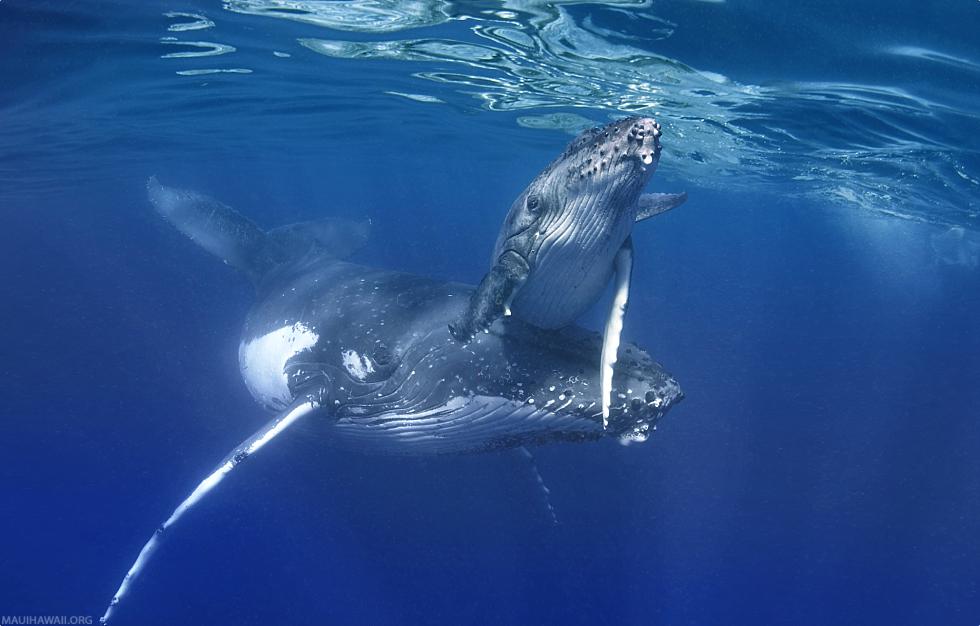 Molokai Activities Whales