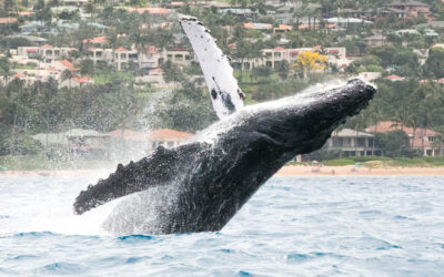 Our Whales Are Coming Home!