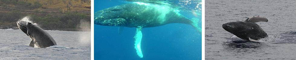 Hawaii Humpback Whales
