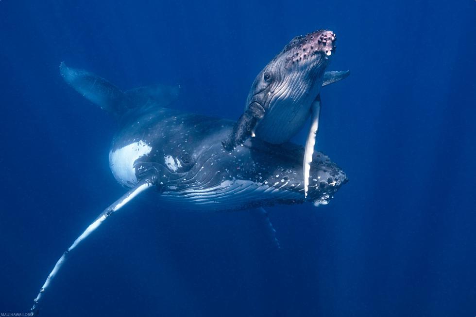 Humpback Whales Traveling