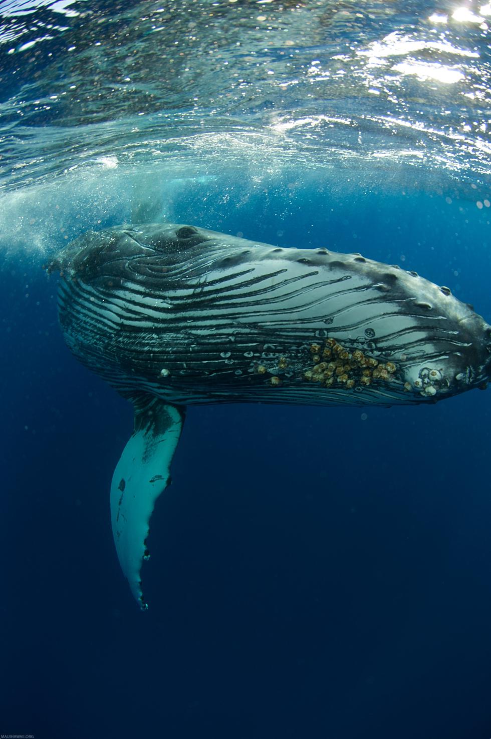 Humpback Whale Underneath