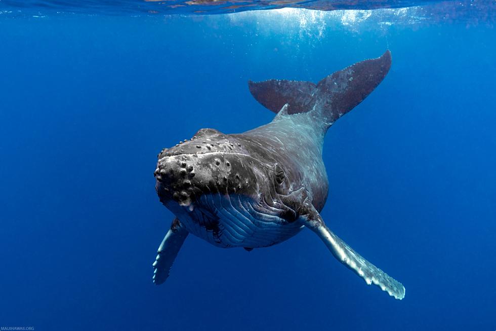 Humpback Whale Looking At You