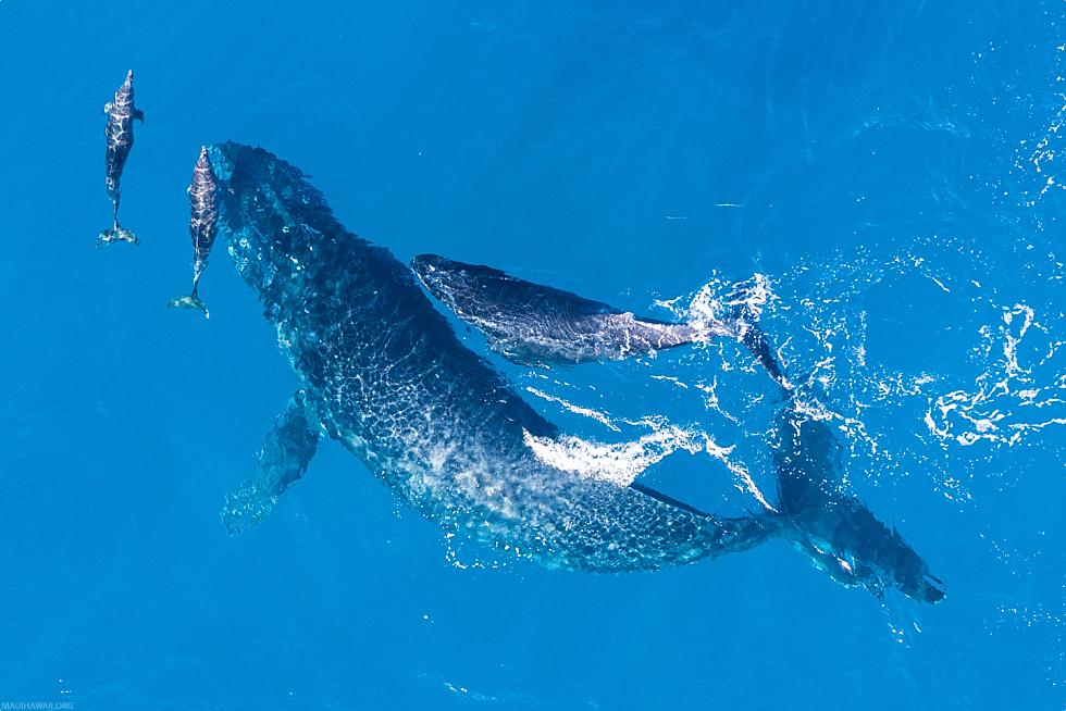 Humpback Whales With Dolphins