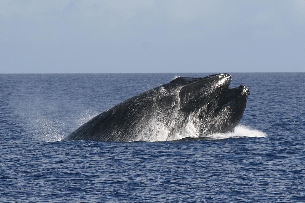 Hawaii Humpback Whale Mouth