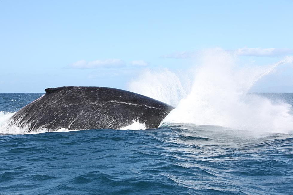 Hawaii Humpback Whale Splash