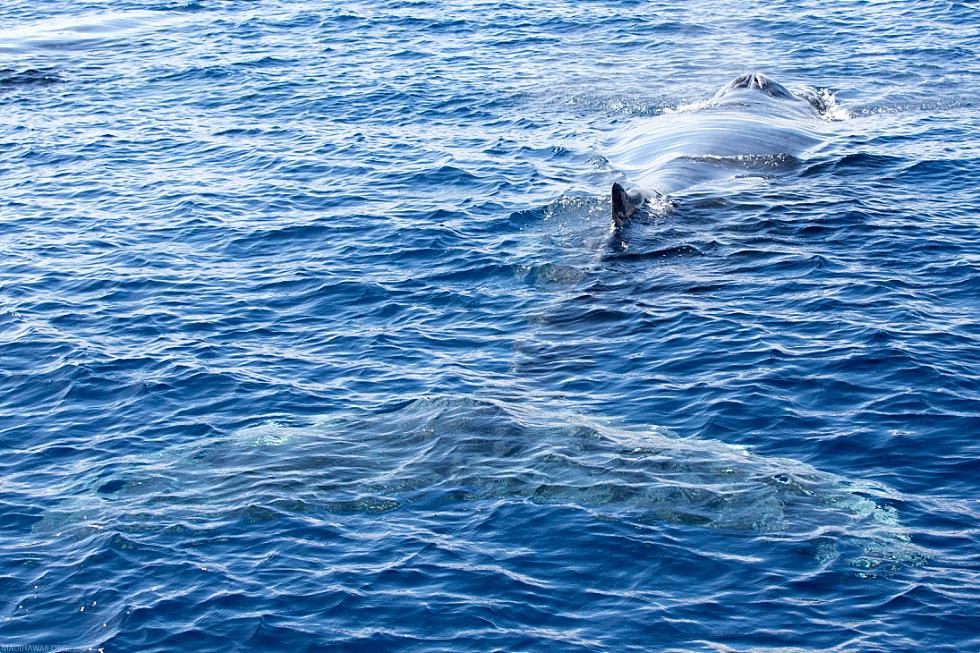 Hawaii Humpback Whale Swimming