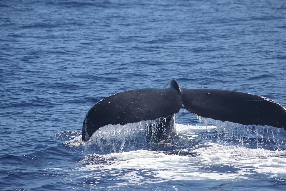 Hawaii Humpback Whale Tail
