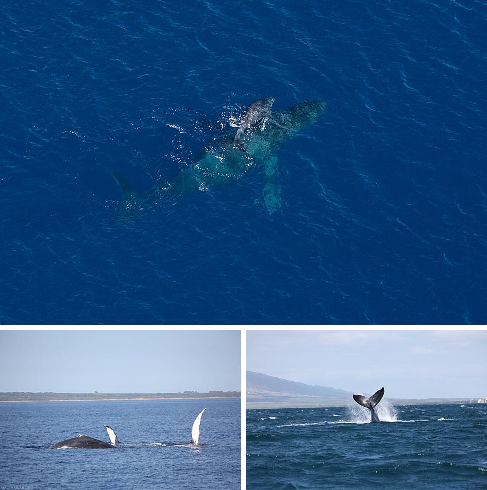 Humpback Whale Calves Learning