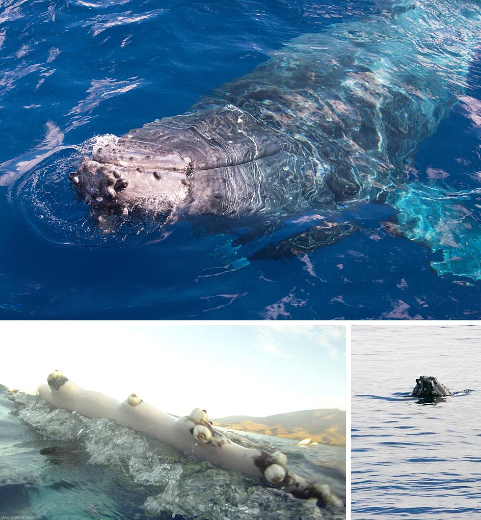 Humpback Whale Tubercles