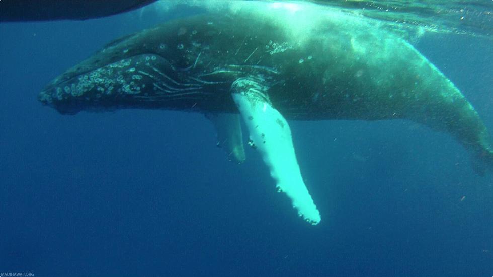 Hawaii Humpback Whale Underwater