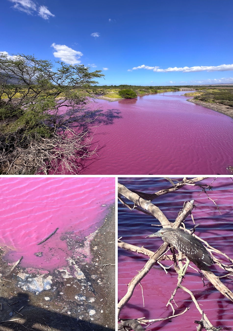 Pink Kealia Poinst Maui