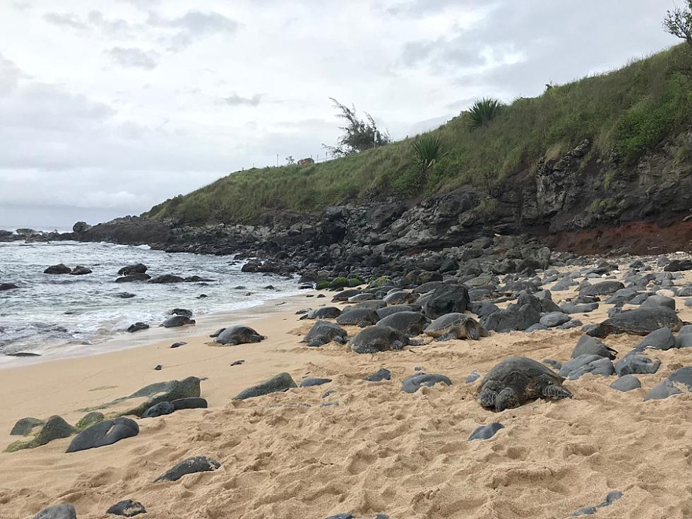 Road To Hana Questions Turtles