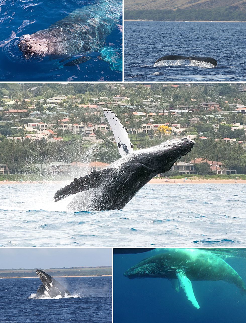 Maui Whale Watch