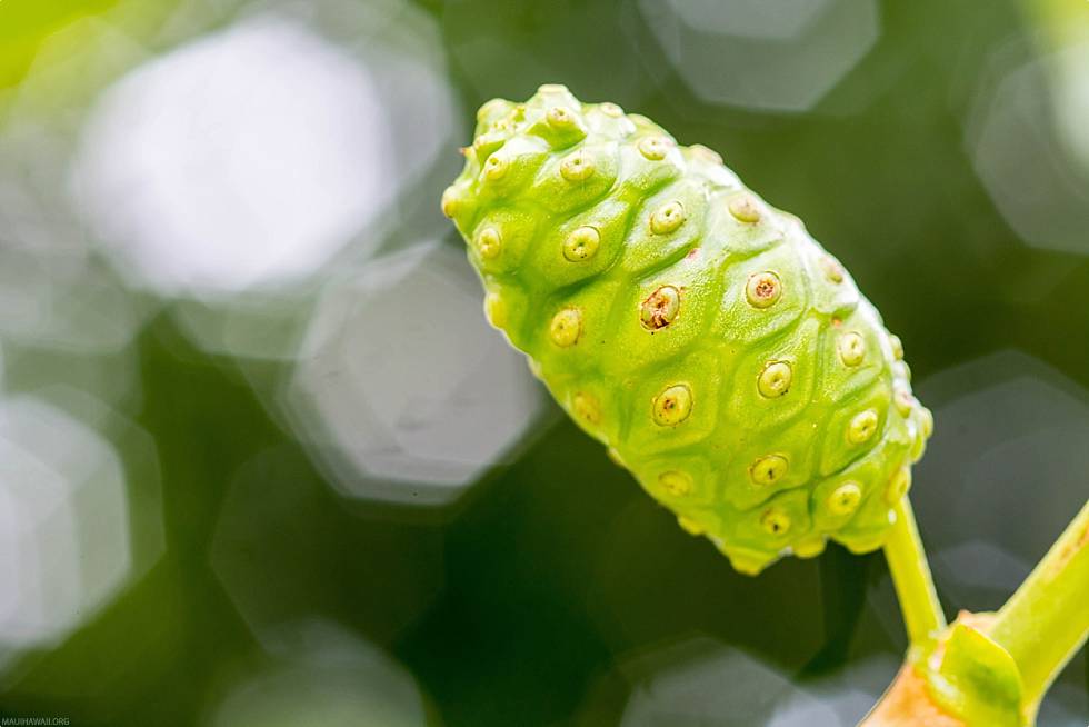 Hawaiian Noni Fruit on Branch