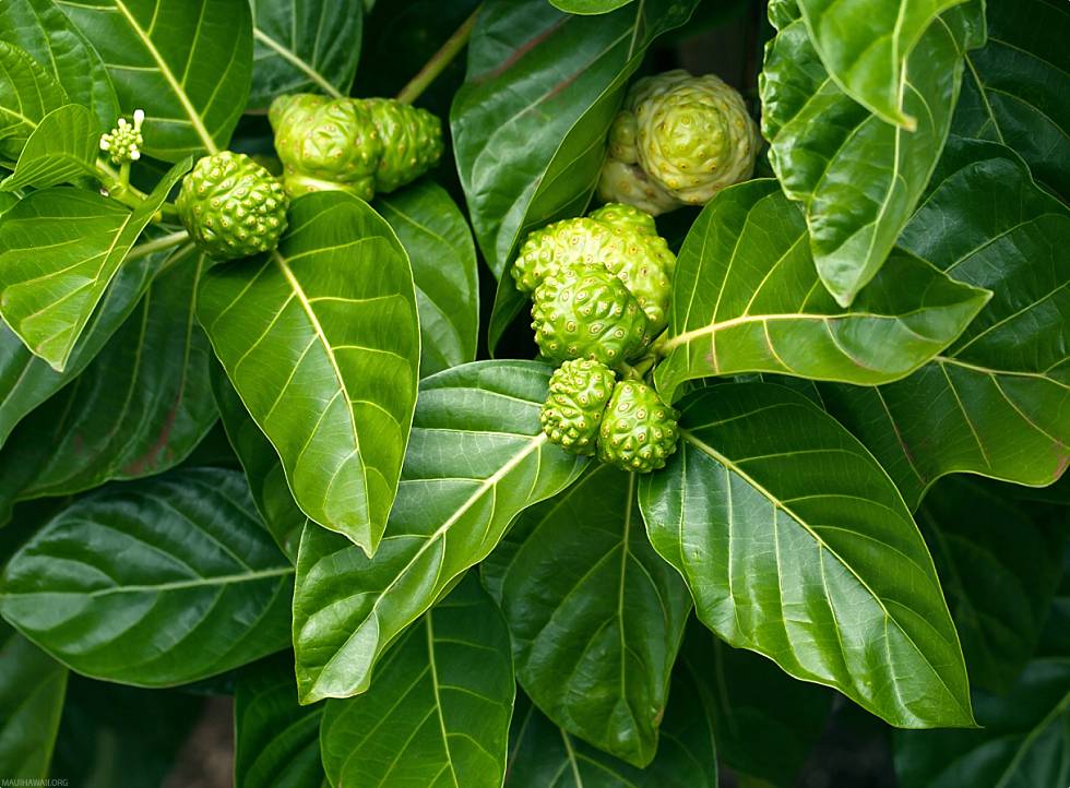 Hawaiian Noni Fruit on Tree