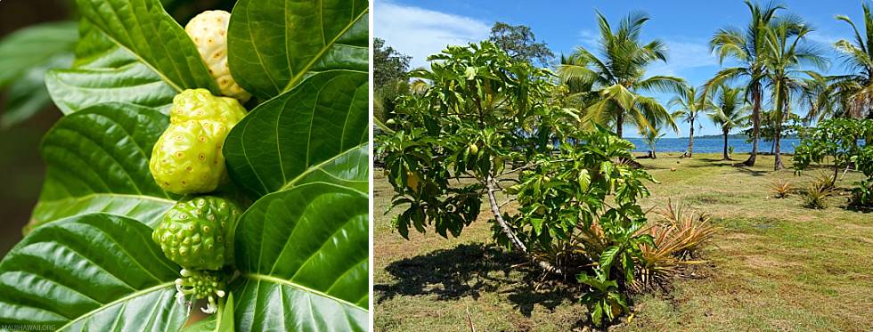 Hawaiian Noni Plant Leaves