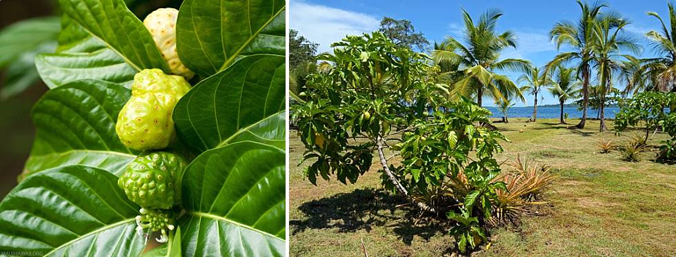 Hawaiian Noni Plant Leaves