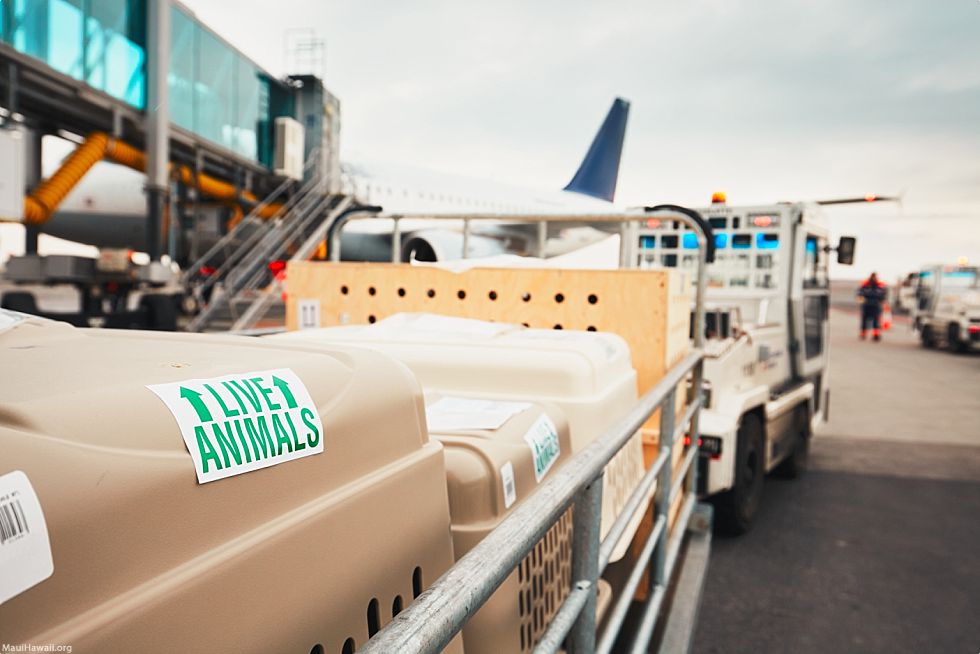 Bring Your Pet To Hawaii Airline Animal Crates
