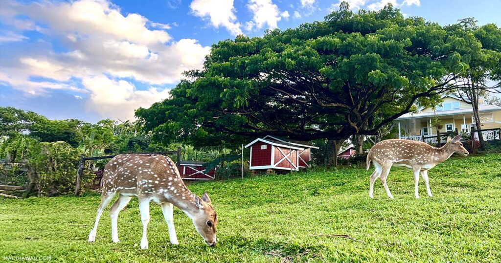 Haiku Farm Tour