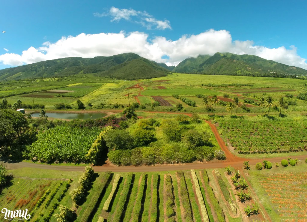 Kumu Farms