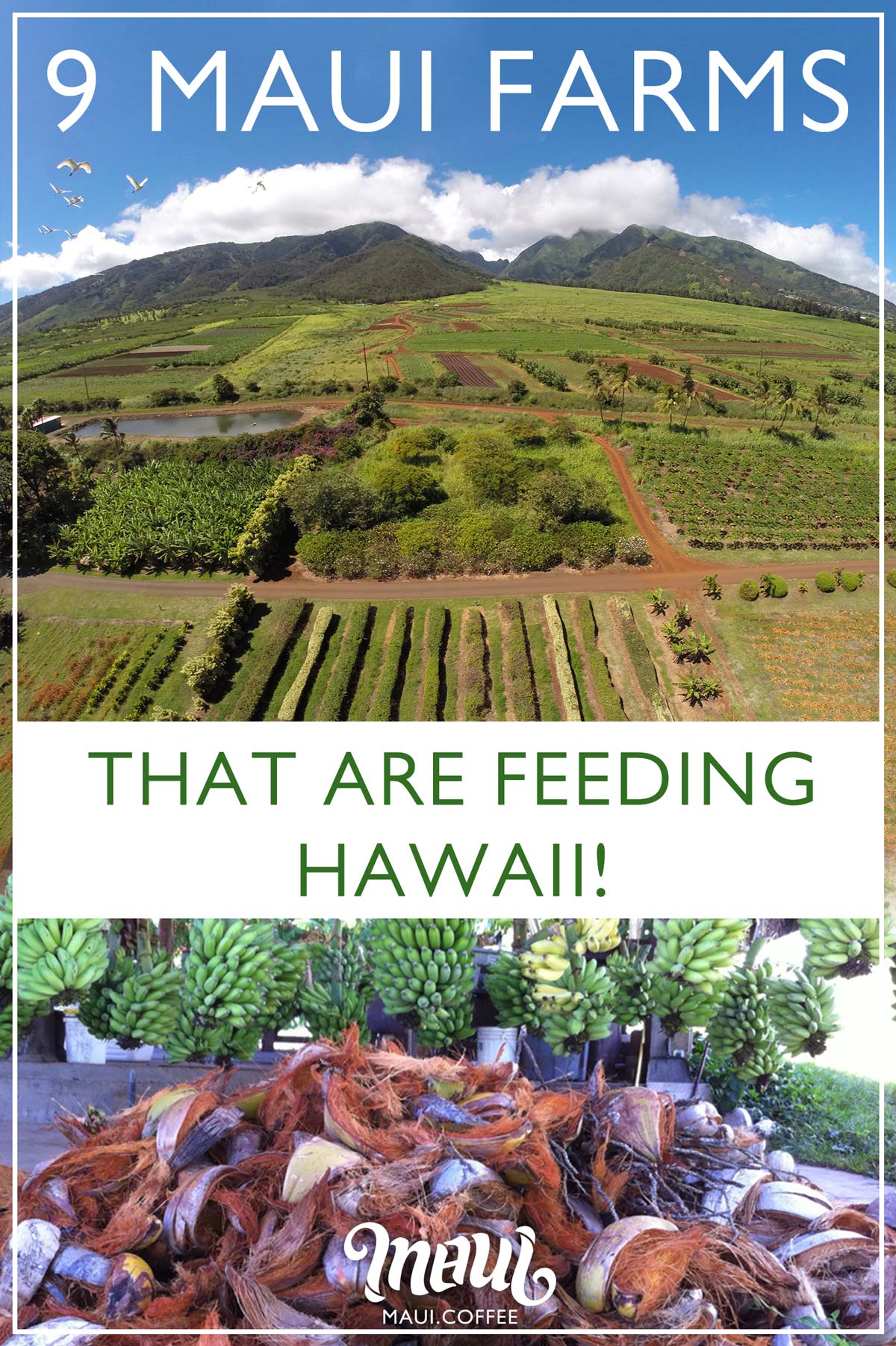 Maui Farms infographic